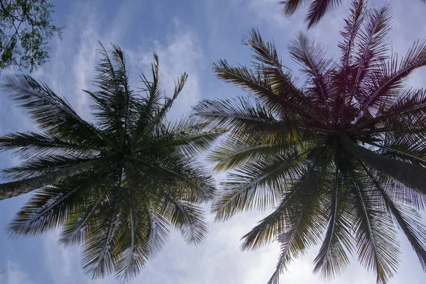 L'Afrique du Sud voyage au printemps — Photo