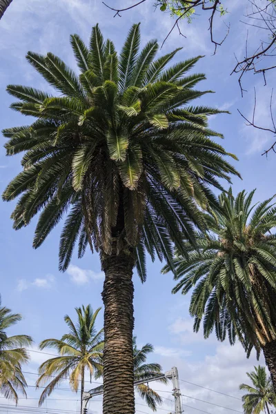 Sudáfrica viaja en primavera — Foto de Stock