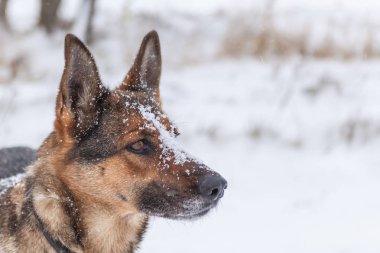 Alman çoban açık doğada