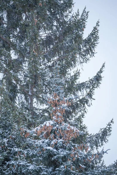 Пейзаж зимой с отдыхом от снега — стоковое фото