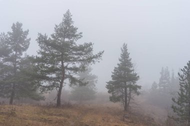 Kışın kar geri kalanı ile manzara