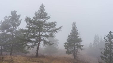 Kışın kar geri kalanı ile manzara