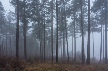 Kışın kar geri kalanı ile manzara