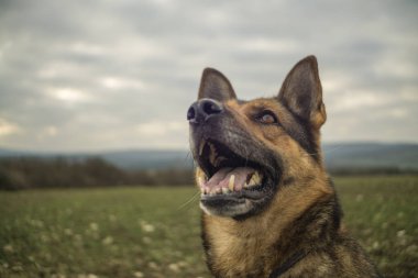 Alman çoban açık doğada