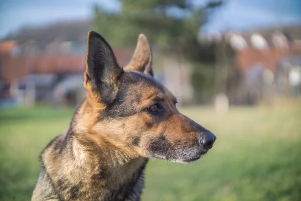 Schäferhund in der freien Natur — Stockfoto