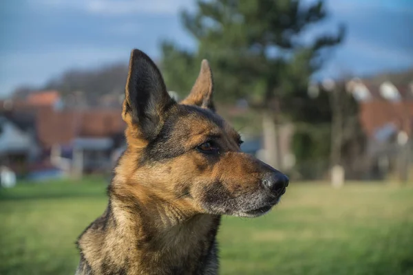 German Shepherd in the open nature — Stock Photo, Image