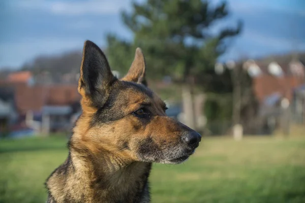 German Shepherd in the open nature — Stock Photo, Image