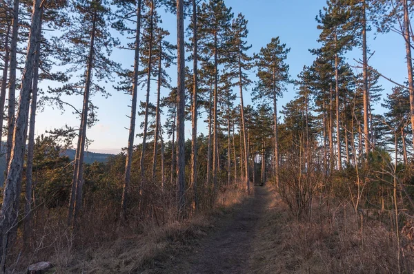 Landschap in de winter — Stockfoto