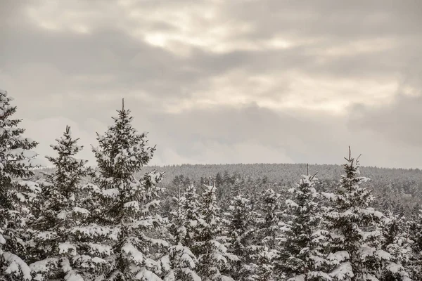 Landscape in winter — Stock Photo, Image
