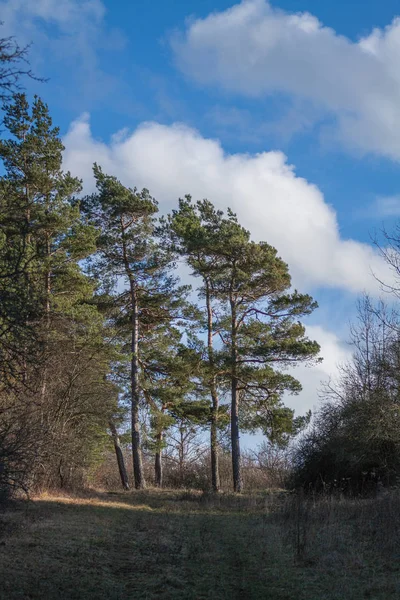 Natursköna Panorama Vinter Utan Snö — Stockfoto