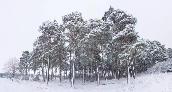 Landschaft Winter — Stockfoto