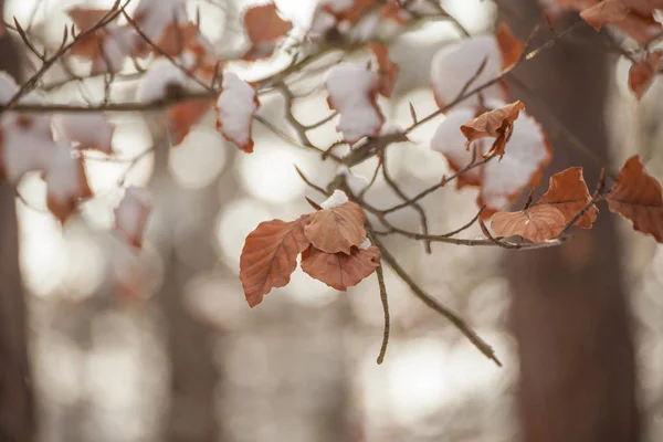 Paesaggio Inverno — Foto Stock