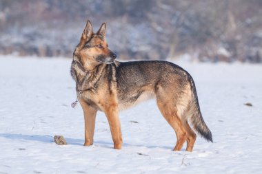 Alman çoban açık doğada