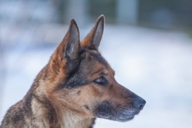 Alman çoban açık doğada