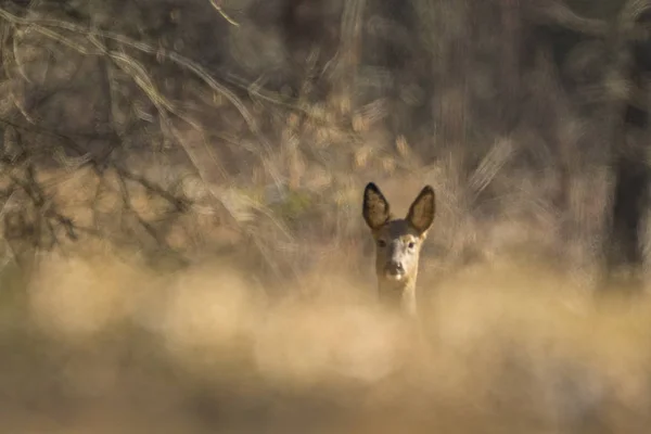 Reh Steht Auf Einer Lichtung Wald — Stockfoto