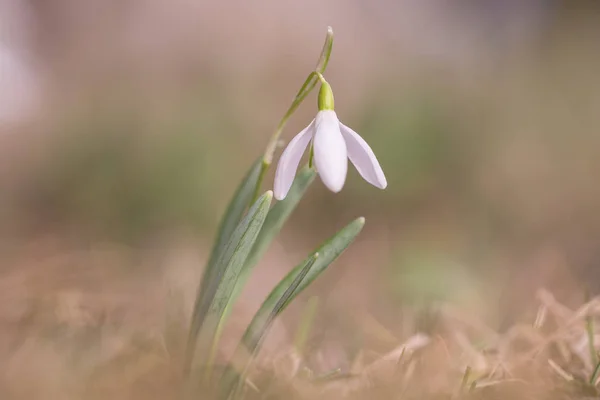 Snowdrop på våren — Stockfoto