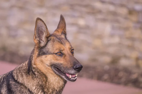 Berger allemand en pleine nature — Photo