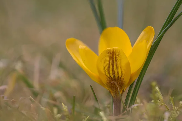 Krokusy Louce — Stock fotografie