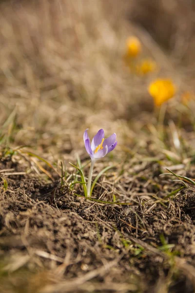 Crocus Dans Une Prairie — Photo