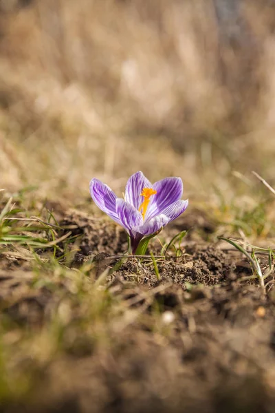 Crocus Dans Une Prairie — Photo