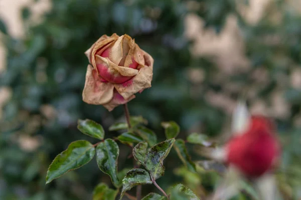 Сухая Роза Осенью — стоковое фото