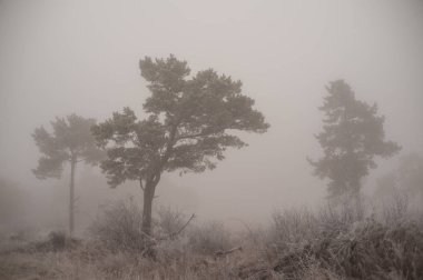 Hafif donla sisli bir ağaç yığını
