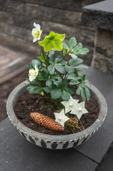 Kerstroos Een Decoratieve Schaal — Stockfoto