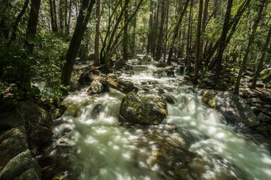 Yosemite Milli Parkı güneşli bir günde