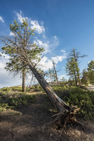 Bryce Canyon Primavera — Foto Stock