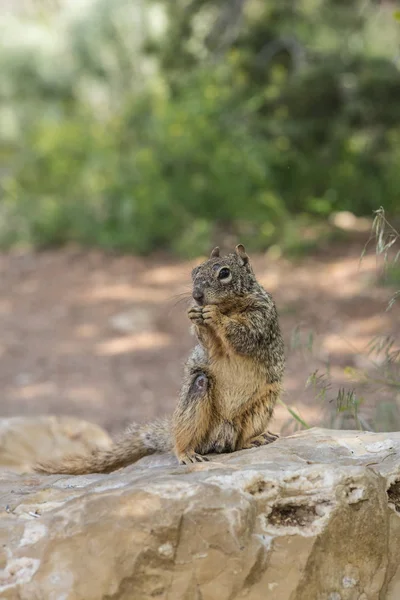 Eichhörnchen Auf Nahrungssuche Boden — Stockfoto