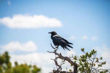 Raven kuru bir dalda oturuyor.