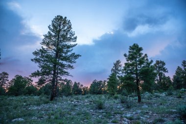 ABD 'de bahar manzarası