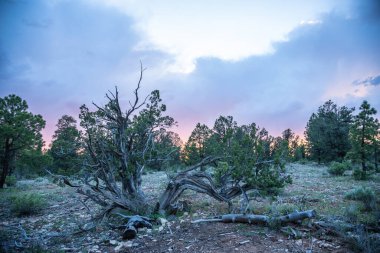 ABD 'de bahar manzarası