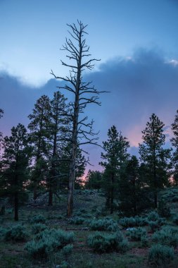 ABD 'de bahar manzarası