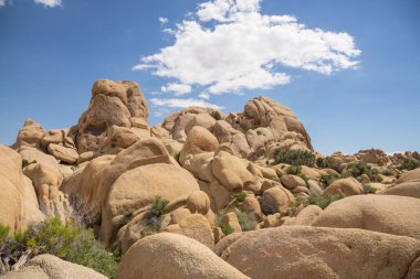 Baharda Joshua Tree Ulusal Parkı