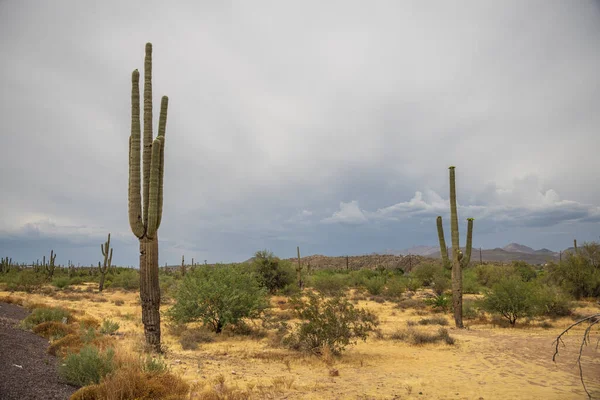 Saguarufus Hot Desert Sun — стоковое фото