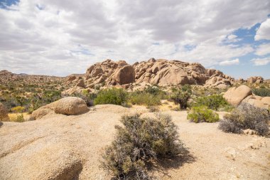 Baharda Joshua Tree Ulusal Parkı