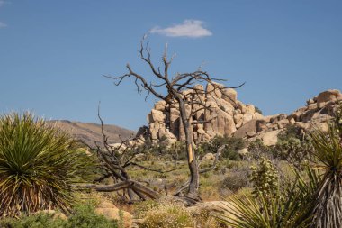 Baharda Joshua Tree Ulusal Parkı