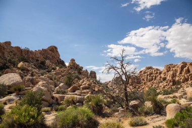 Baharda Joshua Tree Ulusal Parkı