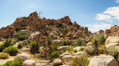 Baharda Joshua Tree Ulusal Parkı