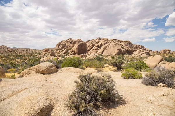 Parco Nazionale Joshua Tree Primavera — Foto Stock