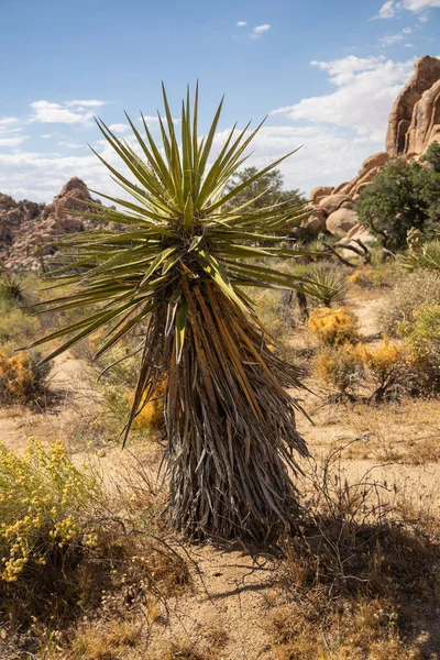 Park Narodowy Joshua Tree Wiosną — Zdjęcie stockowe