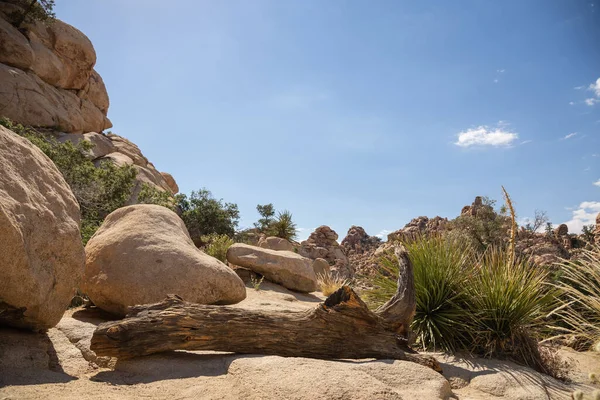 Baharda Joshua Tree Ulusal Parkı — Stok fotoğraf