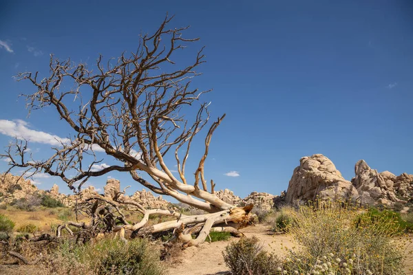 Baharda Joshua Tree Ulusal Parkı — Stok fotoğraf