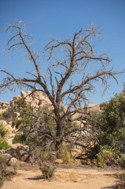 Baharda Joshua Tree Ulusal Parkı