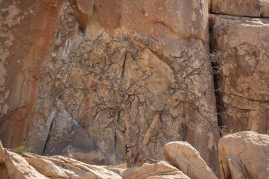 Baharda Joshua Tree Ulusal Parkı