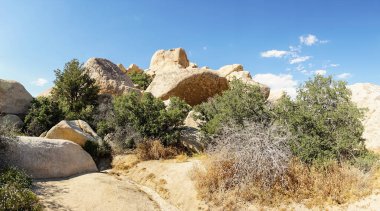 Baharda Joshua Tree Ulusal Parkı