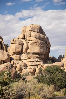 Baharda Joshua Tree Ulusal Parkı