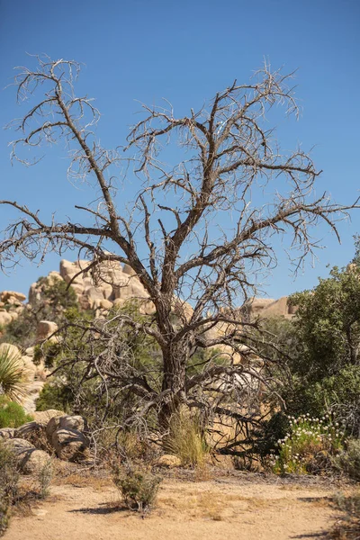 Park Narodowy Joshua Tree Wiosną — Zdjęcie stockowe