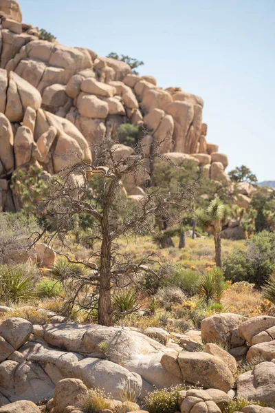 Park Narodowy Joshua Tree Wiosną — Zdjęcie stockowe